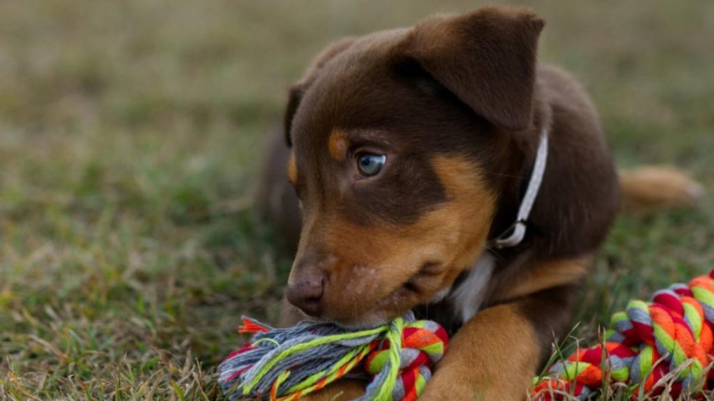 Refugios para perritos, a dónde puedo llevar a mi perro para encontrarle un nuevo hogar.