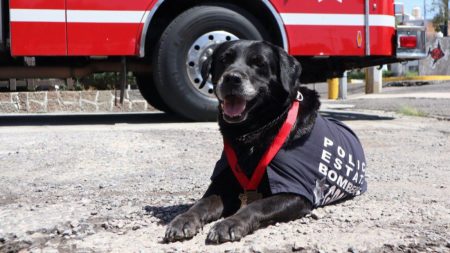 Despiden con honores a "Dana", ejemplar canina de la Unidad de Búsqueda y Rescate