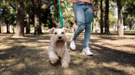 ¿De paseo con tu peludo?, Te recomendamos estos lugares en Puebla